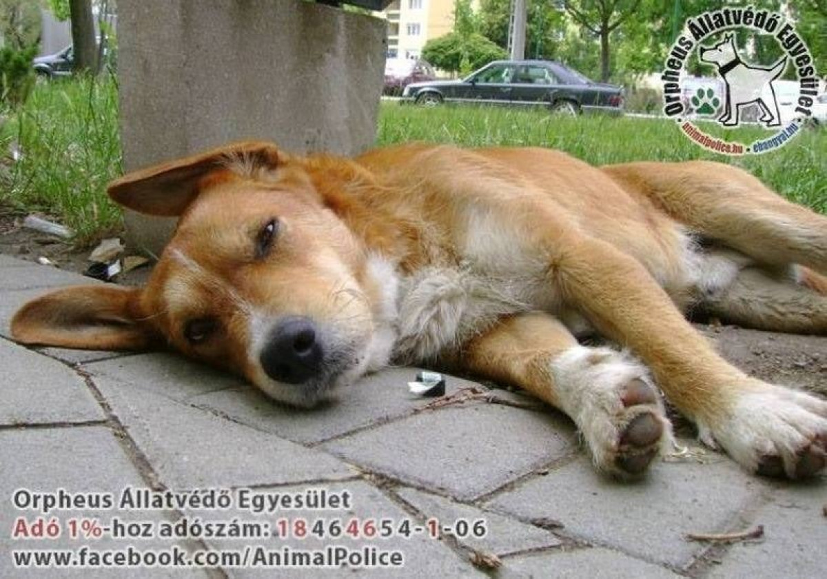 Adó 1% kutyák mentésére - állatvédelem