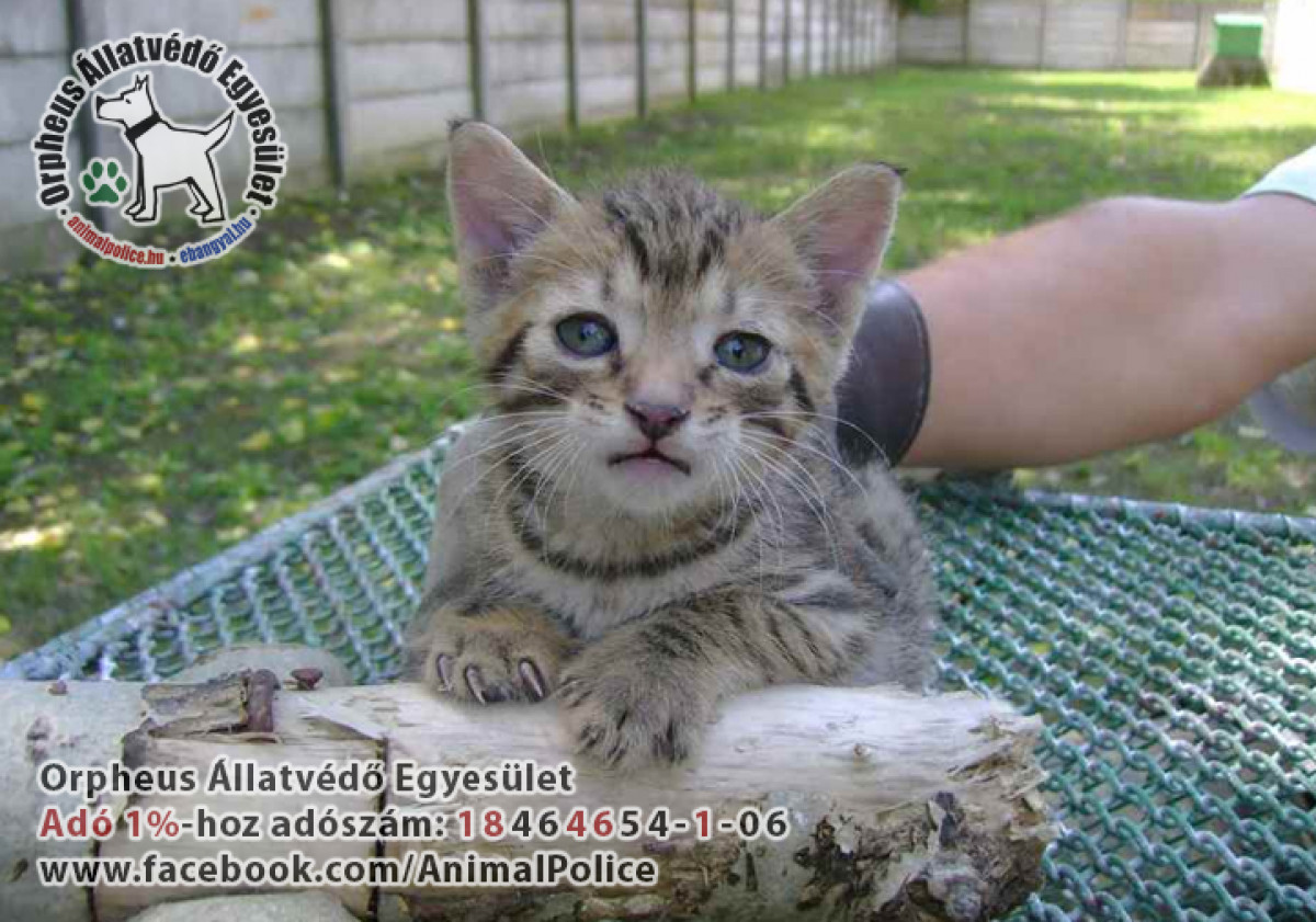 Cicák, adó 1% macskamentésre